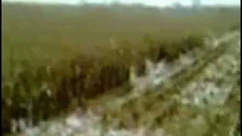 уборка кукурузы на зерно 2012 уборачная кзс12