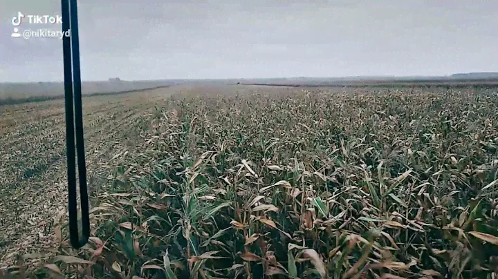 Палессе GS12 уборка кукурузы
