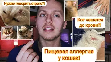 Пищевая аллергия у кошек! Почему кот чешется, облысела шерсть, опухли лапы и глаза? Как лечить?